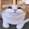 ayyypk