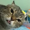 feral_w