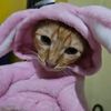 caca.cecilia.cat
