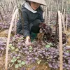 tieuyensapa
