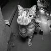 evnx_tshdi