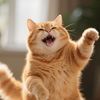 steven_catfilm