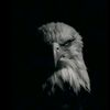 fawad_dgaf_4