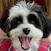 abbyinglis