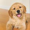 goldenretrieversrcute