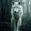 white_wolf.27