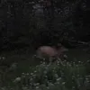 brooklynvegh_