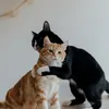 purfect.asmr