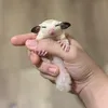cillsti
