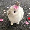 bllueminlilac