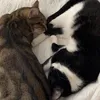 rioruby_miaou