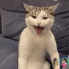 syfqmus