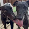 twoblacknoodles