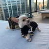 Teddie the Chihuahua 🐾