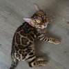 tuelxn