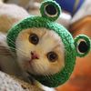 frogdablooncat