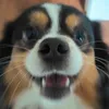 elsietheaussie_