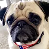 buddyapug