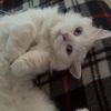 noranmostafa_1
