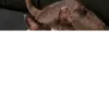 wzom637803