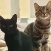laura_skye_bagheera