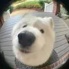 tnguyen___