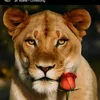 sanches_lionchosen