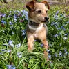 ernas_hundewelt