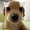 luvtrys