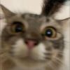 amrsyhptra