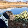 merohunter
