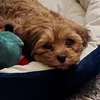 skipperthecavapoo