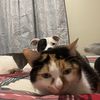 tegan_difava