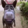 schrodmiester