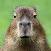 jespermvdm