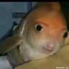 kuw.marra