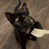 vanillamexicanspam