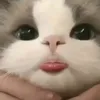 melinaylen