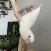 Kpop Parrot 🦜