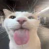 blahmonkeyblah