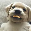 scoobyxo