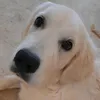 fatgolda