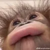 slippery.banana