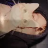 allielutzz