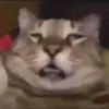 thisusernamethatnamemyse