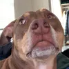 bumblewumbledumble