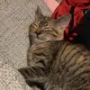 runa.cutest.cat