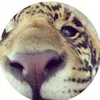 _dinamamdouh233
