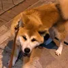 koebill_1