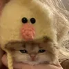 non.giudi.cate